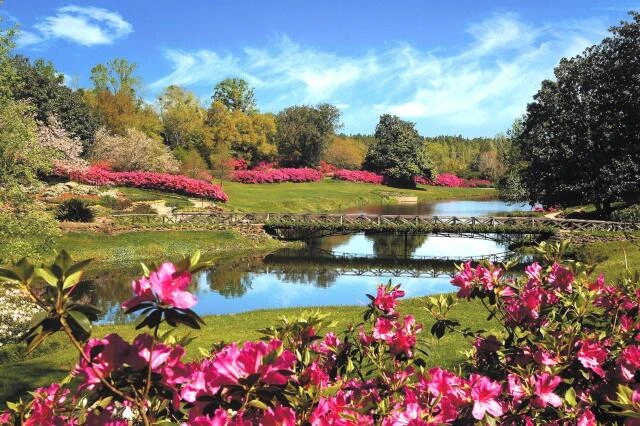 Picture of a row of pink, grown flowers with a small bridge in the Background. Picture taken in Mobile County, Alabama.